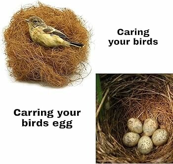 Bird on a nest and a separate nest with eggs.