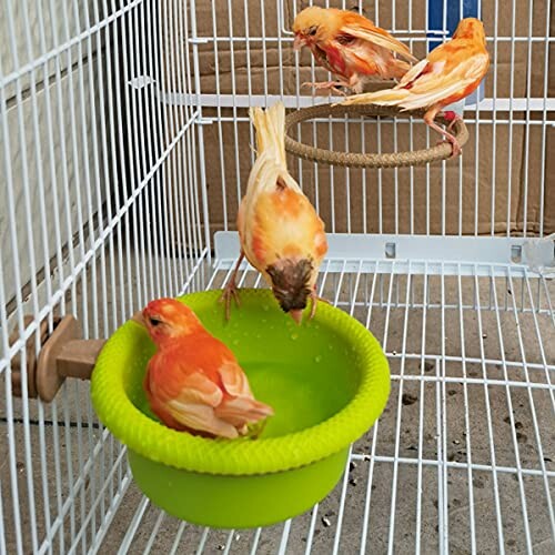 Canaries bathing in a cage with a green bowl.