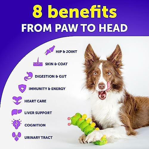 Dog with toy listing 8 health benefits from paw to head.